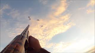 Sept 16th pass shoot duck hunt [upl. by Beauchamp304]