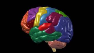 Brain Anatomy and Functions  Nucleus Health [upl. by Marwin]