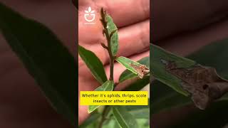 Effective insect spray for ornamental plants oldgardenshop plants howtocare gardentips [upl. by Kean]