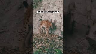 Der Luchs amp der Kolkrabe wildlife lynx shorts shortsvideo [upl. by Arihsay]