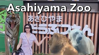 Asahiyama Zoo Hokkaido 🐯cool tiger 🐧awesome penguins 🐻‍❄️big polar bear [upl. by Arette]