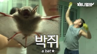 집에서 자꾸 박쥐가 나와서 들여다봤더니 대박사건  Bats kept coming out of the house [upl. by Neoma]