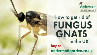 How to get rid of Fungus Gnats in the UK [upl. by Budde]