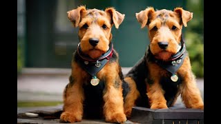 Airedale Terrier 101  A Comprehensive Guide AKC Standards AiredaleTerrier [upl. by Zitella]