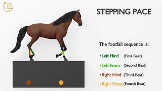 The horse STEPPING PACE gait explained [upl. by Ahseneuq]