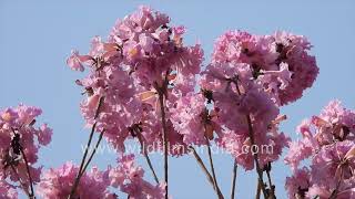 Tabebuia rosea blooms in Delhi  delicate pink flowering tree makes spring a joy in north India [upl. by Marrin]