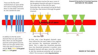 Chapter 153 Explaining Resting and Action Potential in Easy Steps [upl. by Suivatal]