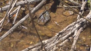 Water flow continues off Black Mountain in Rancho Peñasquitos [upl. by Aicen873]