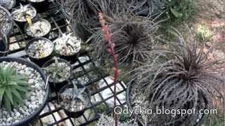 Dyckia Brittle Star F3 First Bloom in Thailand [upl. by Clovis]