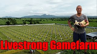 Lets Visit The Farm Of Livestrong Gamefarm [upl. by Hsilgne]