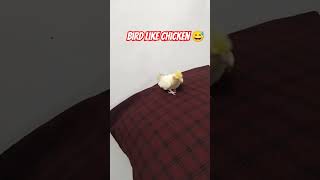 HAPPY CUTE COCKTAIL shortvideo pets shorts short bird [upl. by Eniar680]