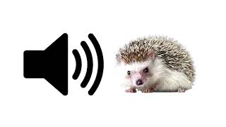 Hedgehog  Sound Effect  ProSounds [upl. by Hgielah]