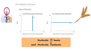 🔍 Understanding Price Elasticity of Demand Economics Explained [upl. by Eddina]