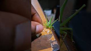 Grasshopper feeding time 2🤣🤣 mukbang extremebigbites eatingshow bigbites eating maddyeats [upl. by Shir]