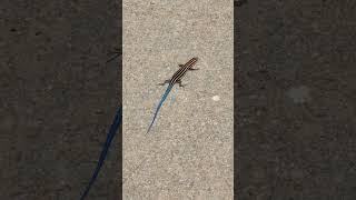 Fivelined Skink North Carolina Reptiles [upl. by Amer]