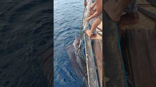 Mancing ikan layaran monster di pulau Sabang [upl. by Ahsenrad]