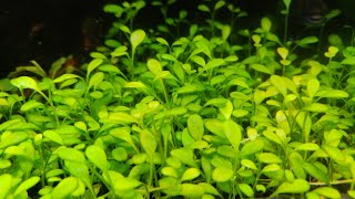 Glossostigma elatinoides carpet after 41 days [upl. by Ramsden698]