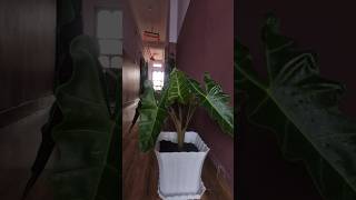 houseplants Alocasia wentii☘️ [upl. by Etteiram]