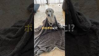 【現行犯逮捕】新品の毛布がボロボロに｜PECO ゴールデンレトリバー 大型犬 愛犬家 ゴールデンレトリバーのいる暮らし goldenretriever dog doglover [upl. by Eniamsaj311]