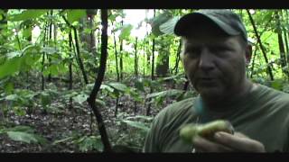 Wild Edibles The Paw Paw [upl. by Levitt]