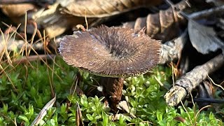 4K Coltricia cinnamomea Mushroom Identification [upl. by Mano]