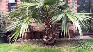 Washingtonia robusta palms In London [upl. by Leonor]