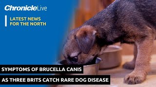 The symptoms of Brucella Canis as three Brits catch rare dog disease [upl. by Eartha]