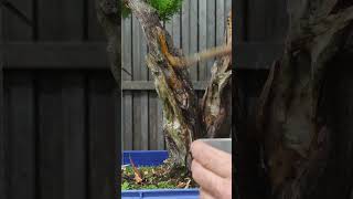 Thuja Occidentalis En breve vídeo completo bonsaiaficionado bonsaiparaprincipiantes bonsai [upl. by Rett]