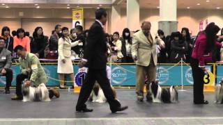 2013 FCI OSAKA INTERNATIONAL DOG SHOW in JAPAN（SHIHTZU [upl. by Yral]