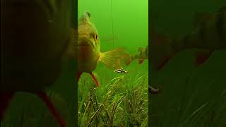 How to water fishingfishing fish ikan satisfying carpfishing short video [upl. by Oicangi]