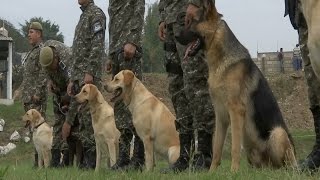 Entregan siete agentes caninos al agrupamiento K9 de la Fuerza Civil [upl. by Rivera]