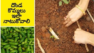 దొండ పాదు ని ఎలా పెట్టుకోవాలిHow to grow ivy gourd from stems ivygourd stemcuttings howtogrow [upl. by Whiney642]