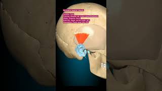 Auricularis Superior humananatomy humanbody humananatomyandphysiology skullanatomy [upl. by Aiyram378]