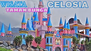 WISATA PENUH WARNA  TAMAN BUNGA CELOSIA [upl. by Dulcy]