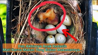 Anak Burung Kedasih Keracunan Sekarat Dan Mati Karna Salah Sarang  Cuckoo Dying And Dead Poisoning [upl. by Roslyn]