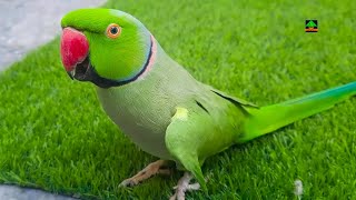 Einstein Very Talented Ringneck Talking Parrot [upl. by Zelma522]