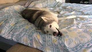 Stubborn Husky Wont Get Out of Bed [upl. by Royall]