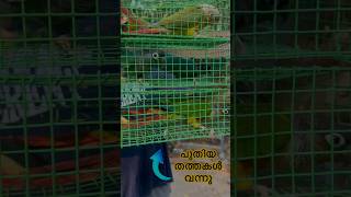 പുതിയ തത്തകൾ വന്നു  Yellow sided conure  Pineapple Conure  Blue green cheek conure  Conures [upl. by Moody]