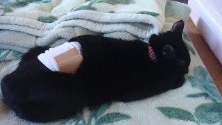 メス猫モモの避妊手術を日帰りでしてきましたOneday antifertility operation of the cat [upl. by Ikcin937]