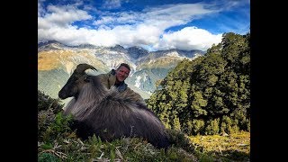 Tahr hunting in the mighty Landsborough New Zealand [upl. by Irehc]