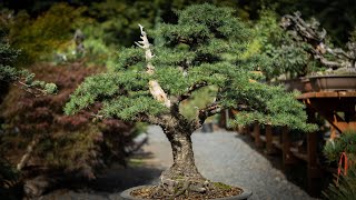 Maximizing Bonsai Design with Lebanese Cedar Tree [upl. by Nnylaj]