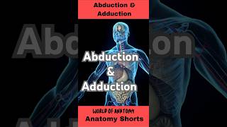 Abduction and Adduction Movements anatomy biology science body shorts [upl. by Seitz]