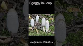 2 Coprinus comatus fungi forest nature basidiomycota ediblemushrooms mushroom [upl. by Saba]