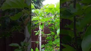 shorts mulberries starting to ripen in June 😁 illinois everbearing [upl. by Ardnued]