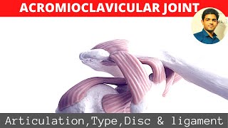 ACROMIOCLAVICULAR JOINTSHOULDER BIOMECHANICS Part 1 [upl. by Rist]