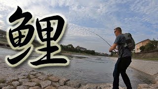 Carp Fishing Kyoto Tips for catching carp in rivers [upl. by Atnicaj4]