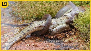 Top 15 Moments When Huge Snakes Eat Their Prey That Will Make You Cringe [upl. by Amaerd]