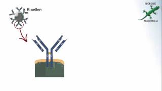 Immunologie  antigenen en antistoffen [upl. by Malley]