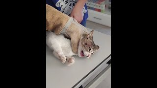 Spicy kitten has an open wound and bites the vet to get relaxed 🌶️ [upl. by Leyes]