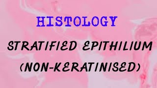 Stratified squamous epithelium nonkeratinised [upl. by Attenauq]